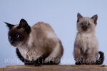 01 Toffee, Nele & Lilly